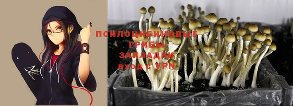 прущие грибы Абинск