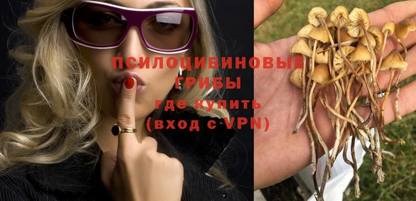 прущие грибы Абинск